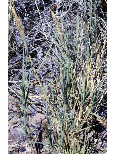 Distichlis spicata (Saltgrass) #70986
