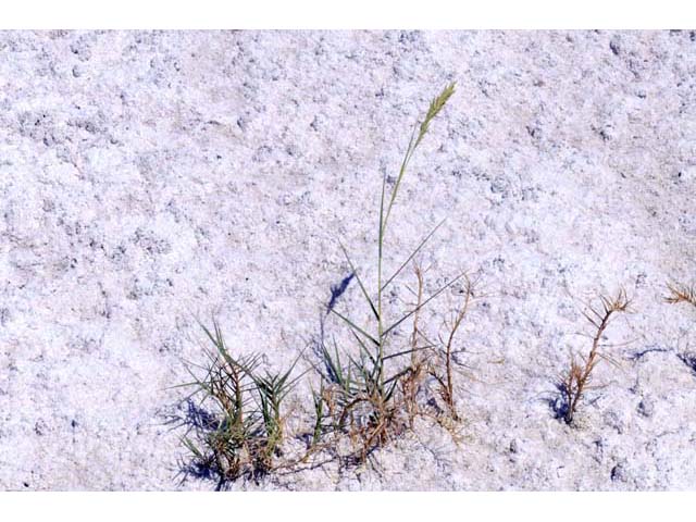 Distichlis spicata (Saltgrass) #70993