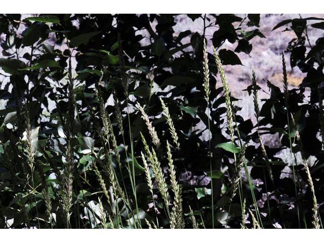 Leymus cinereus (Basin wildrye) #70995