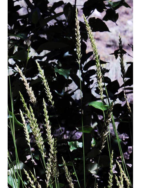Leymus cinereus (Basin wildrye) #70996