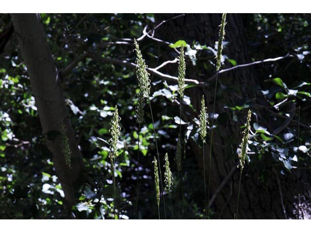 Leymus cinereus (Basin wildrye) #70997