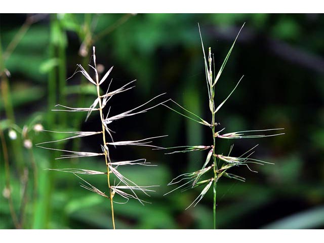 Elymus hystrix (Eastern bottlebrush grass) #71001