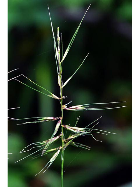 Elymus hystrix (Eastern bottlebrush grass) #71002