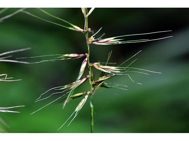 Elymus hystrix (Eastern bottlebrush grass) #71003
