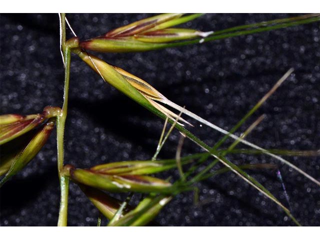 Elymus hystrix (Eastern bottlebrush grass) #71006