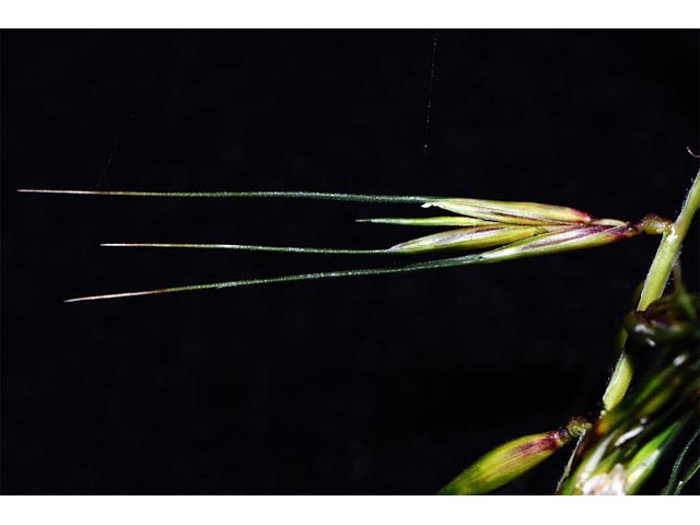 Elymus hystrix (Eastern bottlebrush grass) #71007