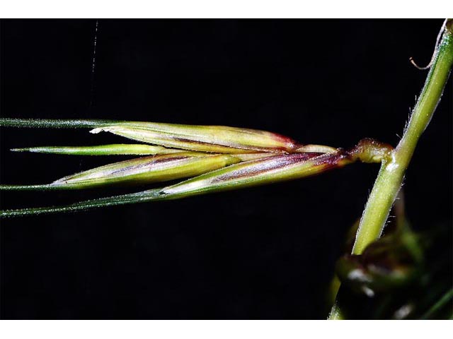 Elymus hystrix (Eastern bottlebrush grass) #71008
