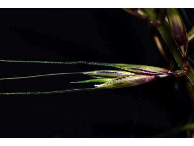 Elymus hystrix (Eastern bottlebrush grass) #71009