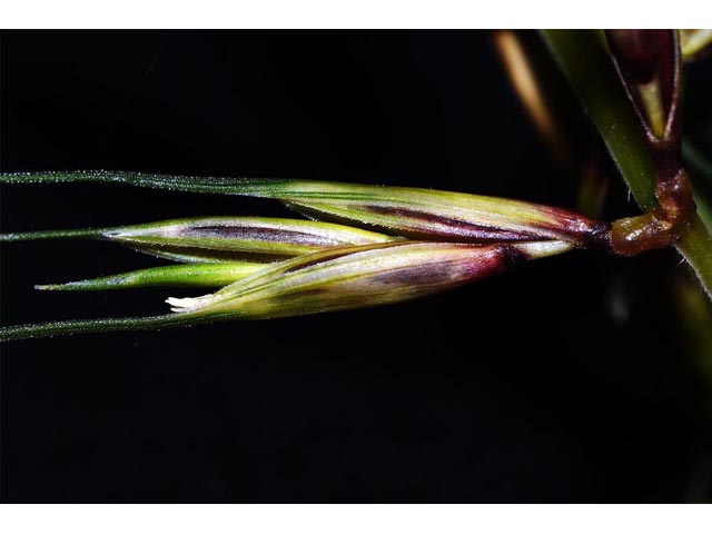 Elymus hystrix (Eastern bottlebrush grass) #71010