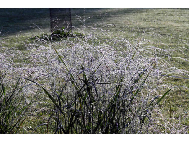 Panicum virgatum (Switchgrass) #71019