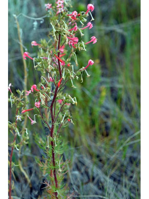Ipomopsis aggregata ssp. aggregata (Scarlet gilia) #71039
