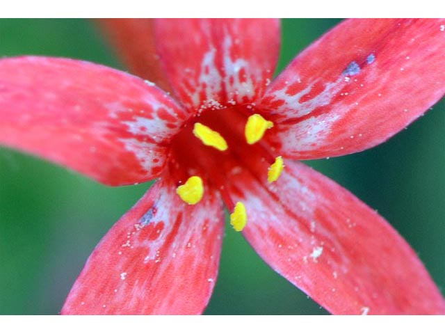Ipomopsis aggregata ssp. aggregata (Scarlet gilia) #71047