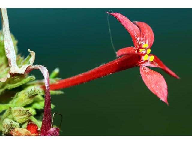 Ipomopsis aggregata ssp. aggregata (Scarlet gilia) #71050