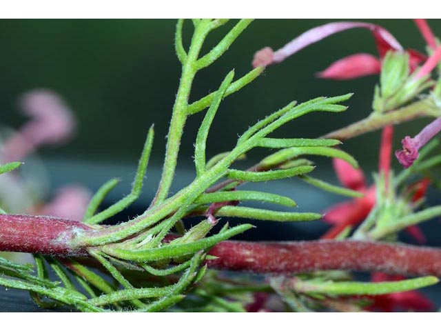 Ipomopsis aggregata ssp. aggregata (Scarlet gilia) #71061