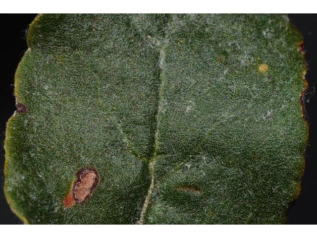 Eriogonum corymbosum (Crispleaf buckwheat) #51438