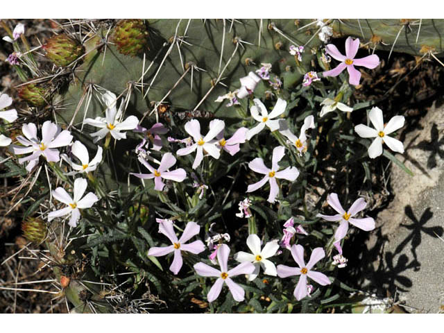 Phlox longifolia ssp. longifolia (Longleaf phlox) #71117