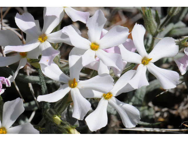 Phlox longifolia ssp. longifolia (Longleaf phlox) #71118