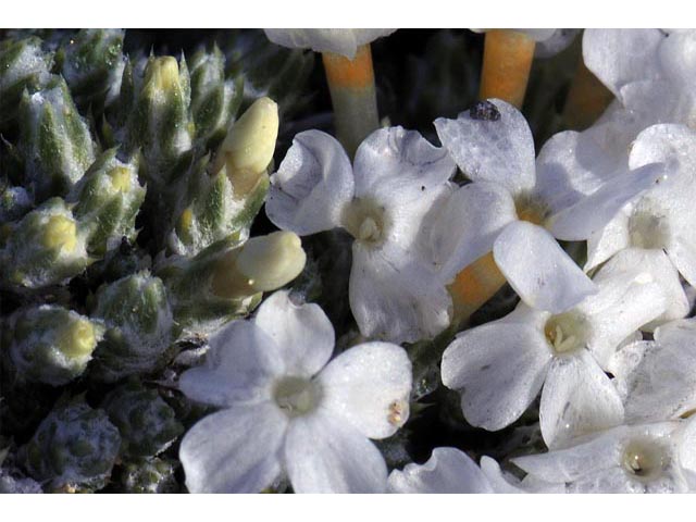 Phlox hoodii ssp. muscoides (Musk phlox) #71138