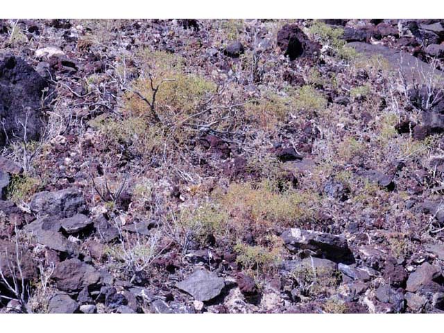 Chorizanthe brevicornu (Brittle spineflower) #71209