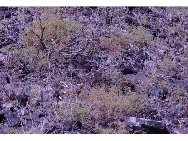Chorizanthe brevicornu (Brittle spineflower) #71210