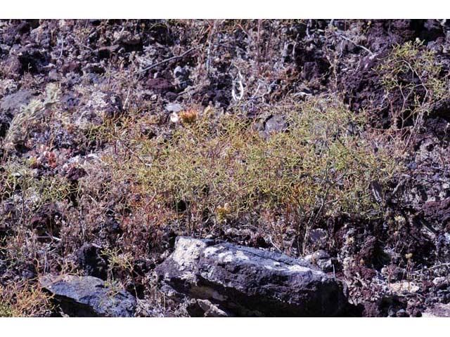 Chorizanthe brevicornu (Brittle spineflower) #71211