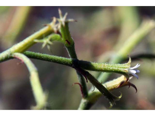 Chorizanthe brevicornu (Brittle spineflower) #71213