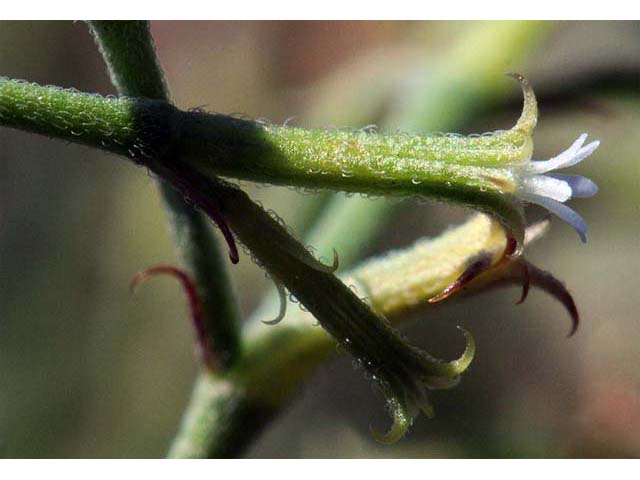 Chorizanthe brevicornu (Brittle spineflower) #71214