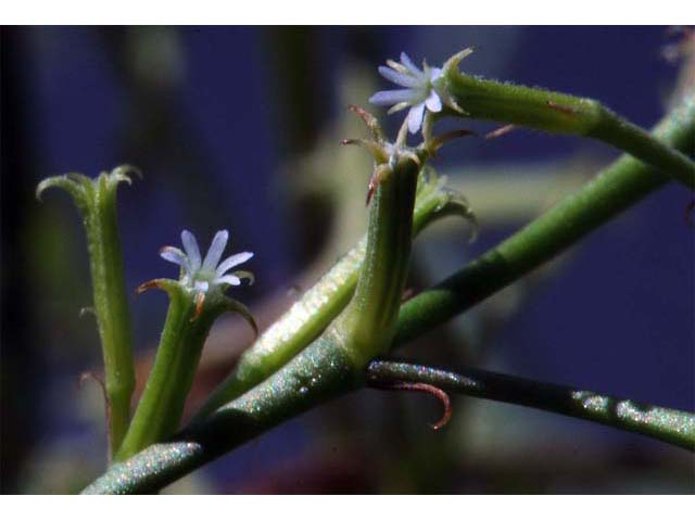 Chorizanthe brevicornu (Brittle spineflower) #71215
