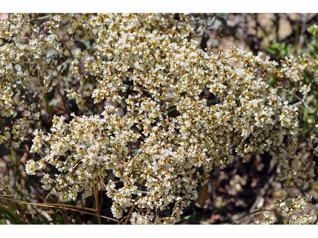 Eriogonum corymbosum (Crispleaf buckwheat) #51452