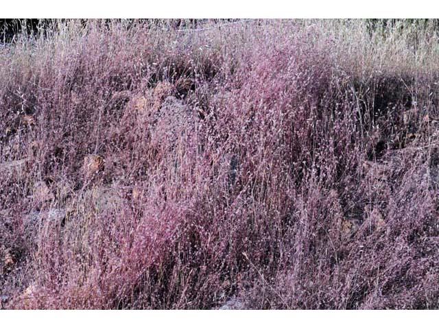 Chorizanthe membranacea (Pink spineflower) #71225