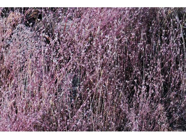 Chorizanthe membranacea (Pink spineflower) #71226