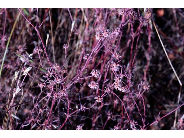 Chorizanthe membranacea (Pink spineflower) #71227