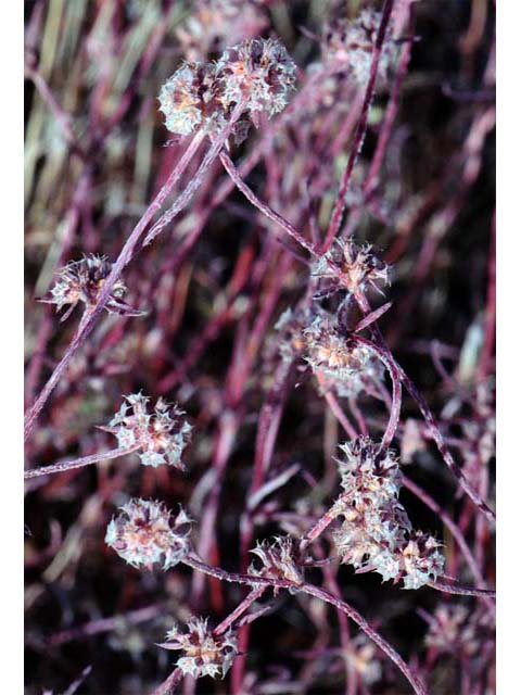 Chorizanthe membranacea (Pink spineflower) #71228