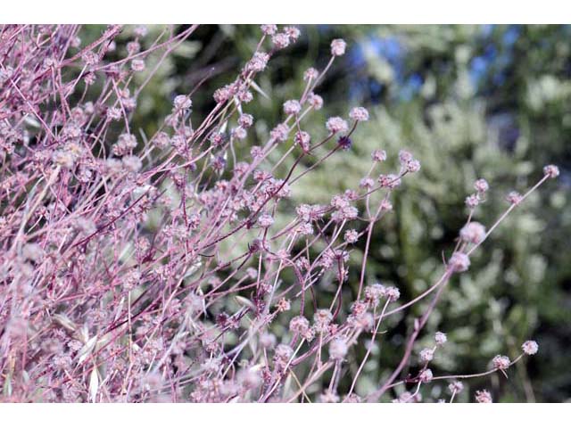 Chorizanthe membranacea (Pink spineflower) #71229