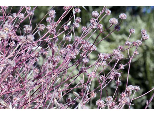 Chorizanthe membranacea (Pink spineflower) #71230