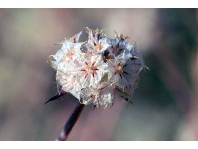 Chorizanthe membranacea (Pink spineflower) #71231