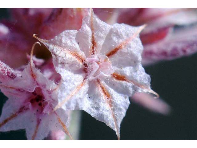Chorizanthe membranacea (Pink spineflower) #71233