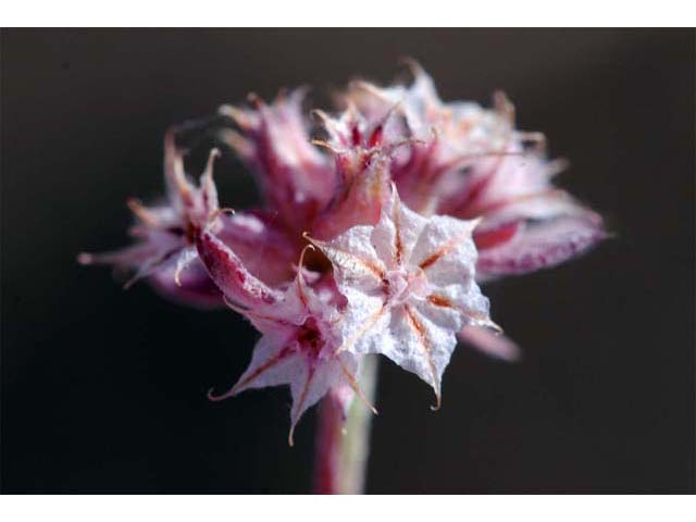 Chorizanthe membranacea (Pink spineflower) #71234