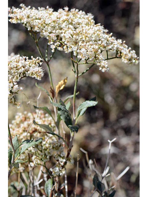 Eriogonum corymbosum (Crispleaf buckwheat) #51456