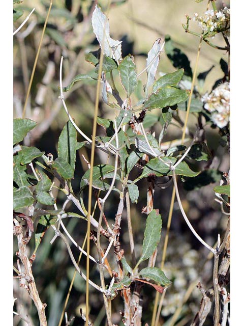 Eriogonum corymbosum (Crispleaf buckwheat) #51459
