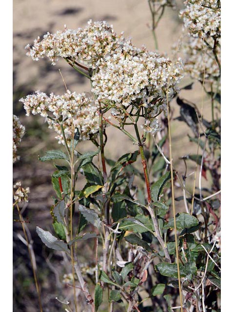 Eriogonum corymbosum (Crispleaf buckwheat) #51460