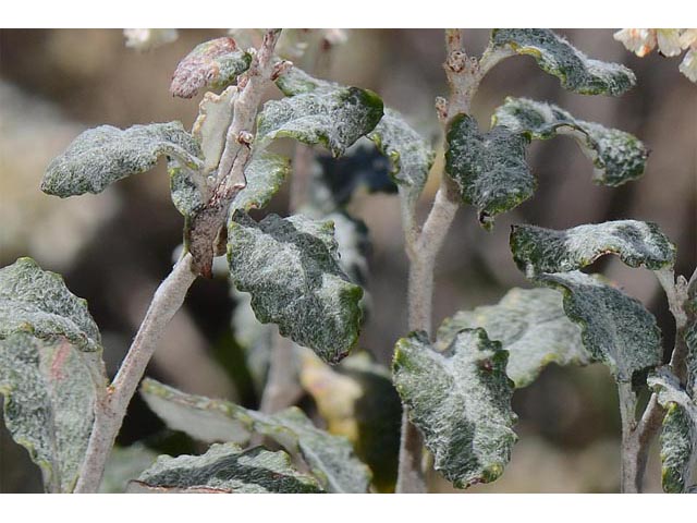 Eriogonum corymbosum (Crispleaf buckwheat) #51464