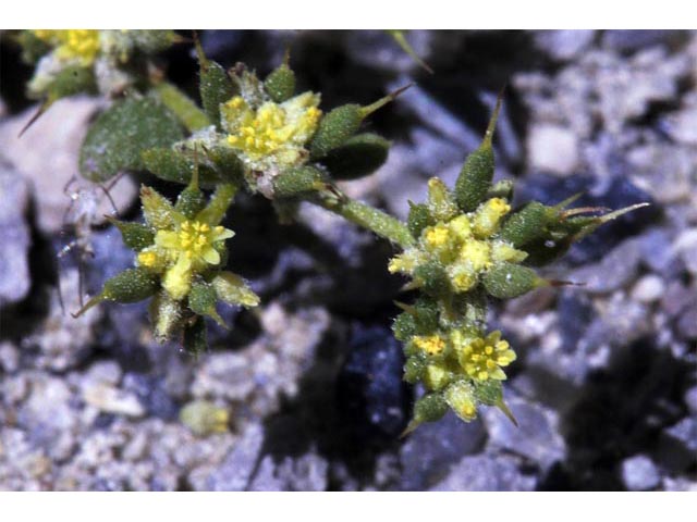 Goodmania luteola (Yellow spinecape) #71386