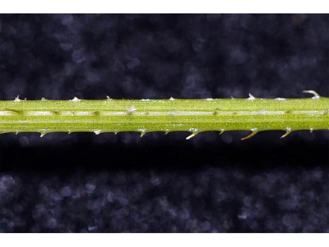 Polygonum sagittatum (Arrowleaf tearthumb) #71605