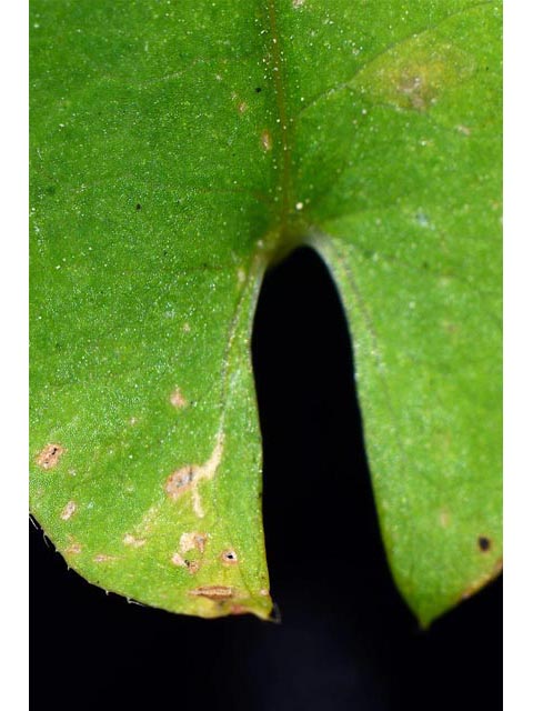 Polygonum sagittatum (Arrowleaf tearthumb) #71610