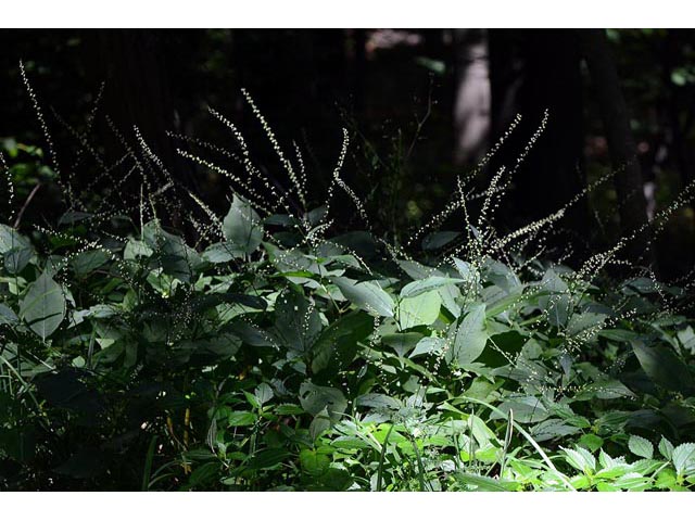 Polygonum virginianum (Jumpseed) #71619