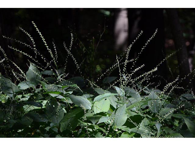 Polygonum virginianum (Jumpseed) #71620