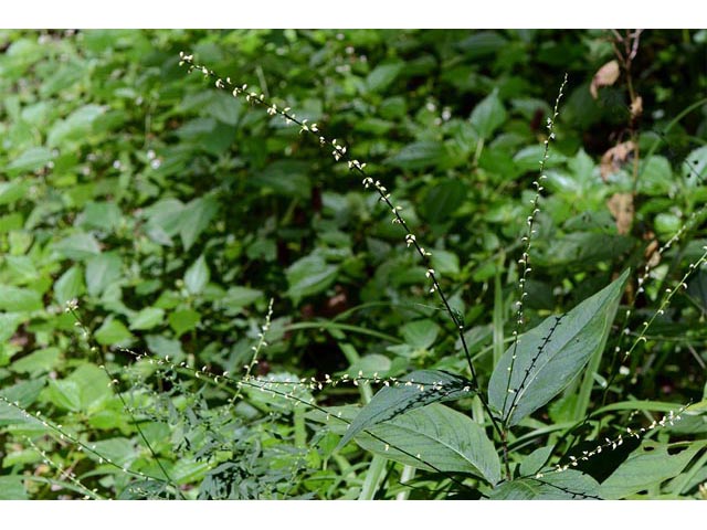 Polygonum virginianum (Jumpseed) #71621