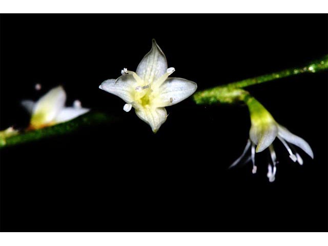 Polygonum virginianum (Jumpseed) #71623