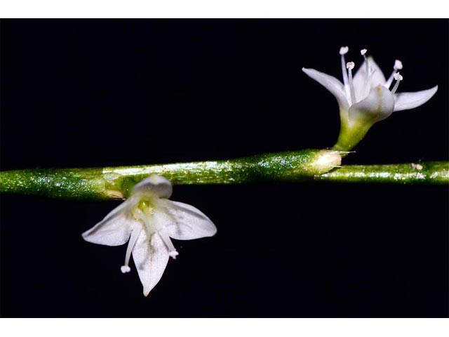 Polygonum virginianum (Jumpseed) #71624